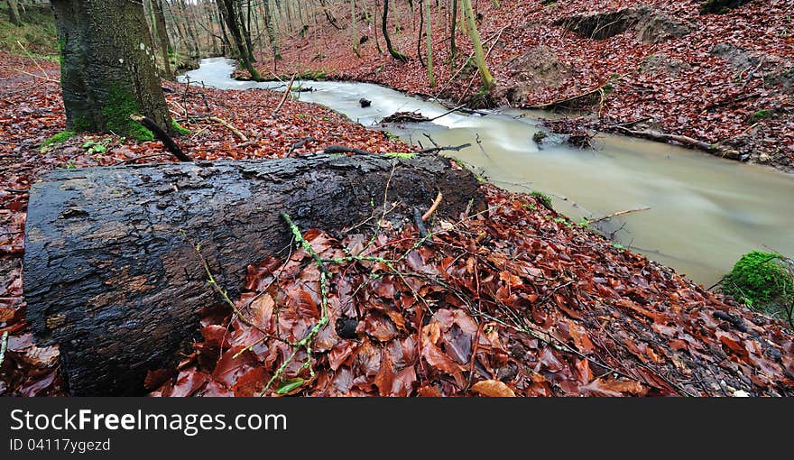 Forest with colorful leaves and moss