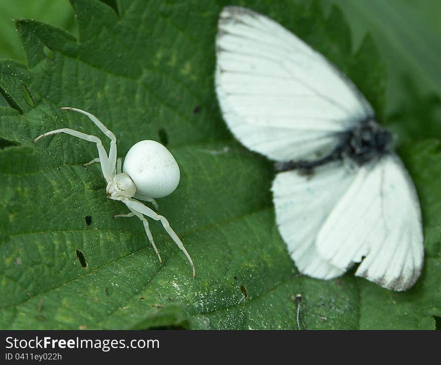 Spider Misumena Vatia caught with a butterfly