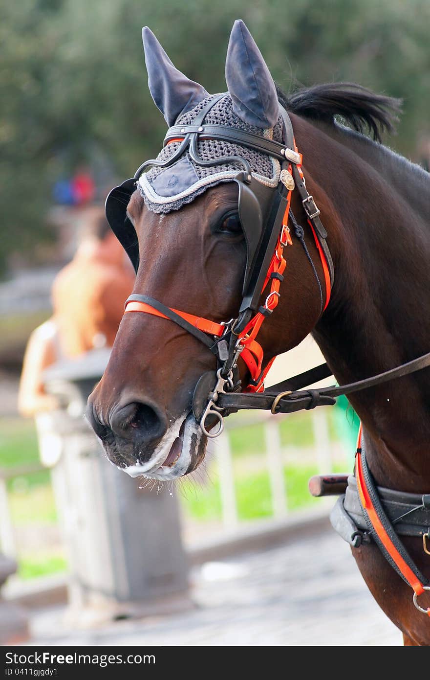 Horse in Rome