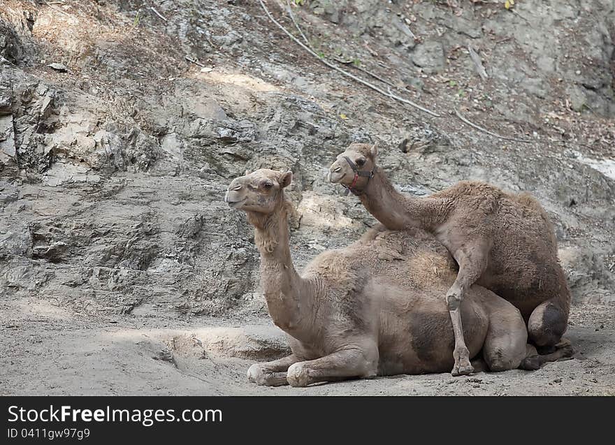 Two camel sitting in the sand ground