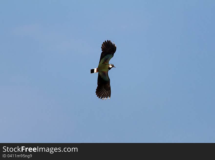 Lapwing