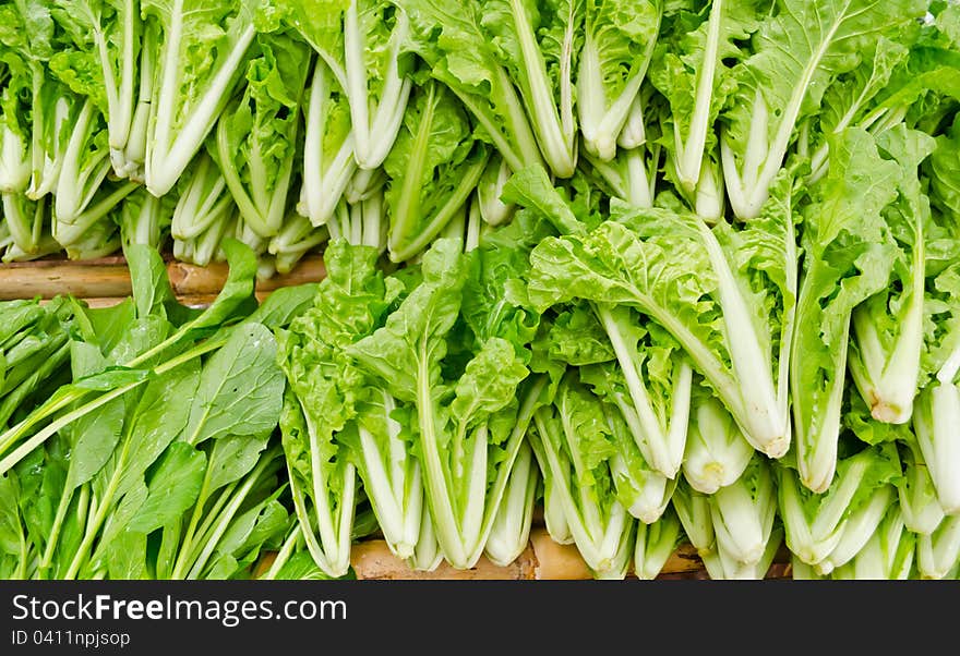 Fresh Chinese Cabbage from organic farm