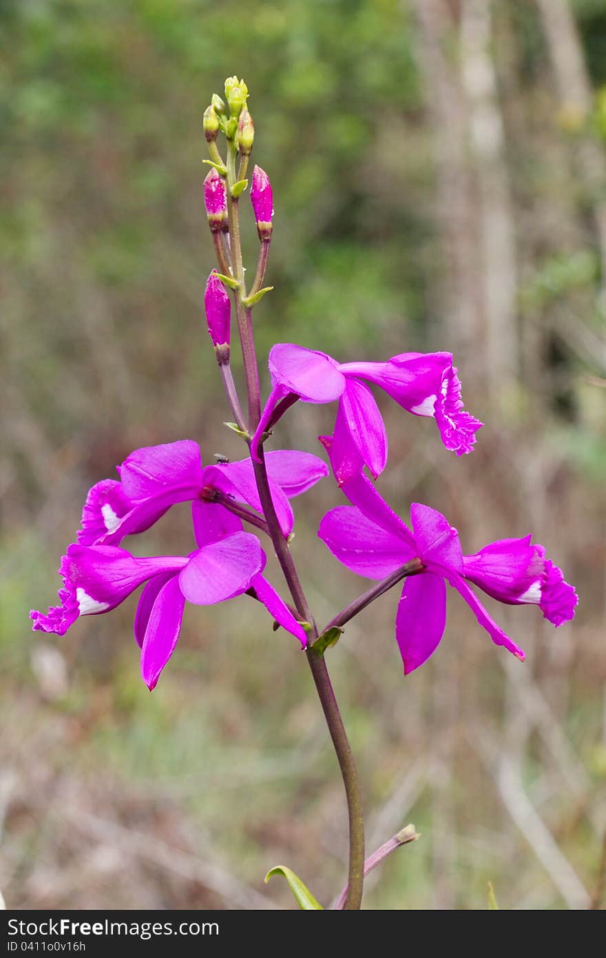 Orchid, Venezuela