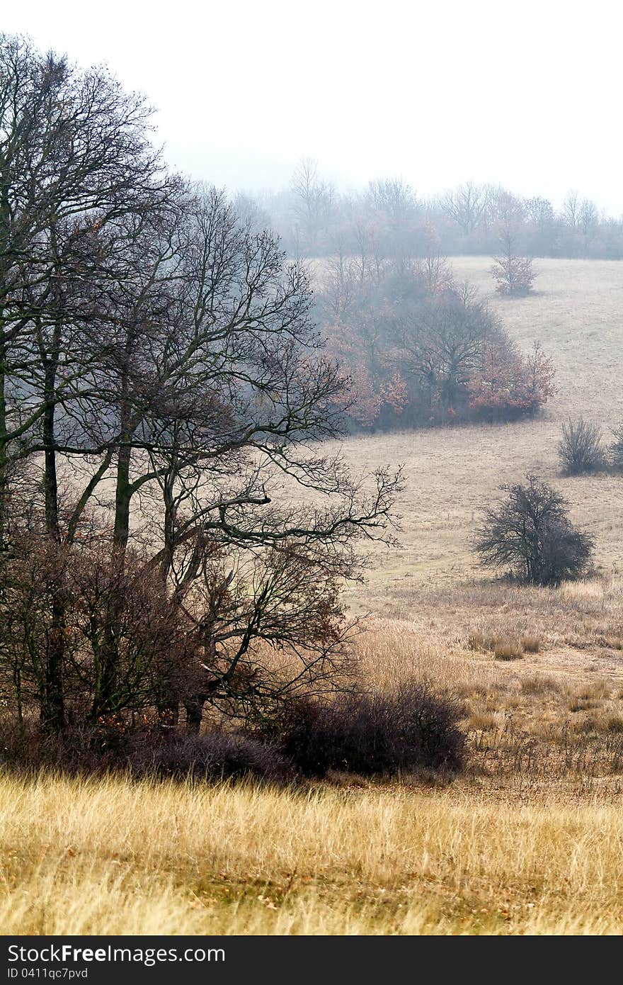 Misty forest edge in autumn