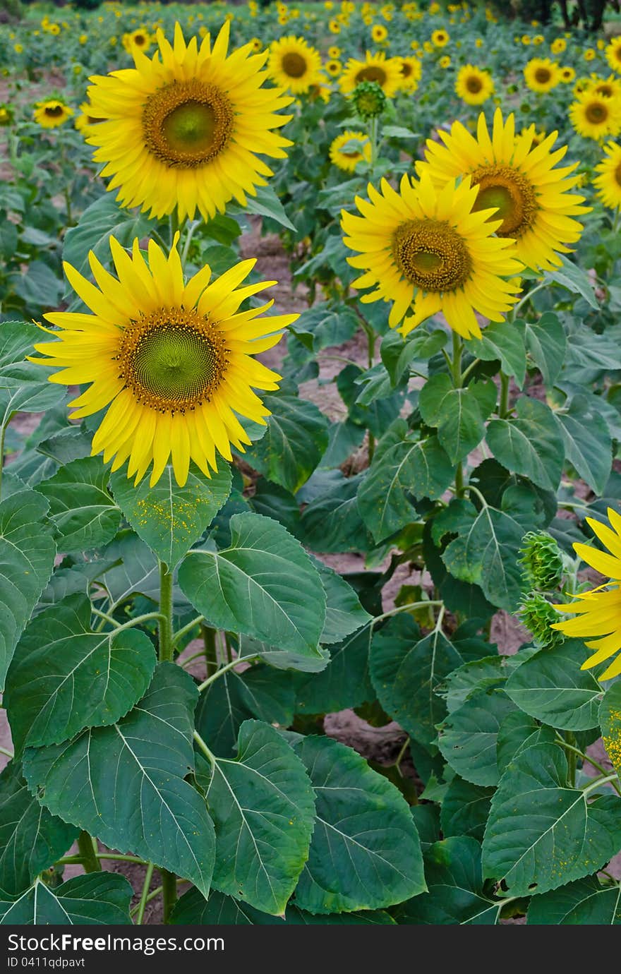 Sunflower blooming