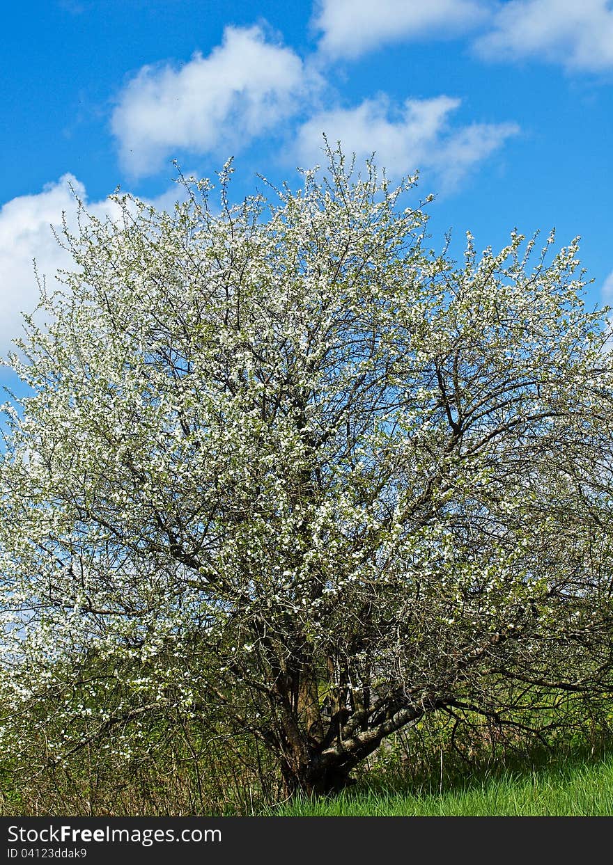 Tree with white rings and blue sky