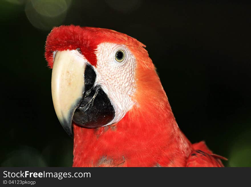 Green-winged macaw is the largest of the Ara genus, widespread in the forests and woodlands of northern and central South America. This specimen photographed in Venzuela. Green-winged macaw is the largest of the Ara genus, widespread in the forests and woodlands of northern and central South America. This specimen photographed in Venzuela.