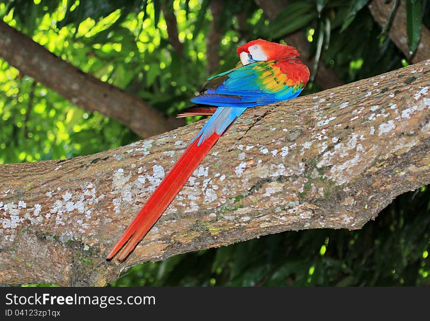 Green-winged macaw is the largest of the Ara genus, widespread in the forests and woodlands of northern and central South America. This specimen photographed in Venzuela. Green-winged macaw is the largest of the Ara genus, widespread in the forests and woodlands of northern and central South America. This specimen photographed in Venzuela.