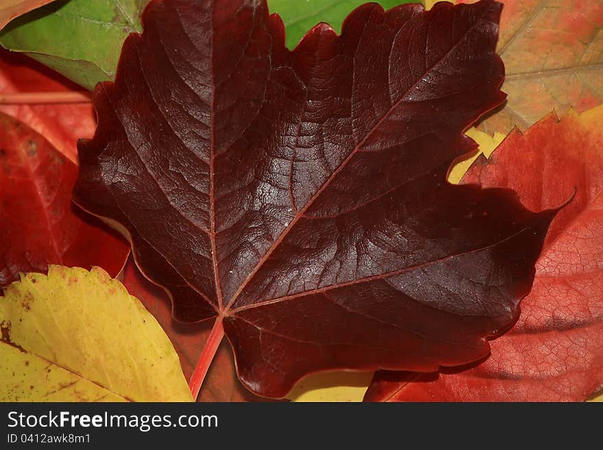 Photo of autumn leaves background