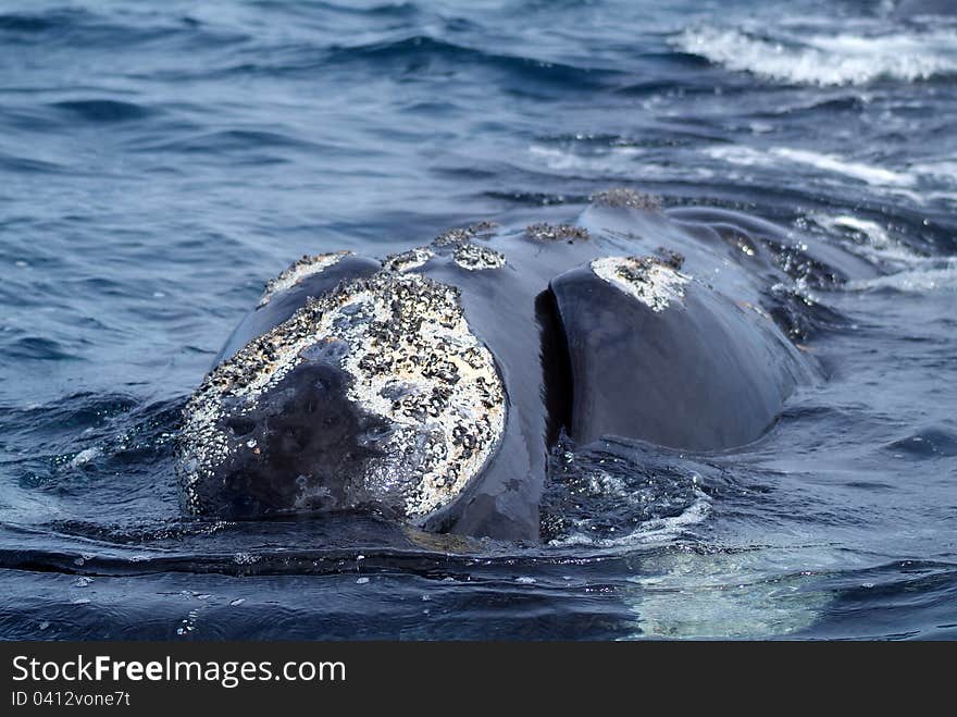 Austral whale