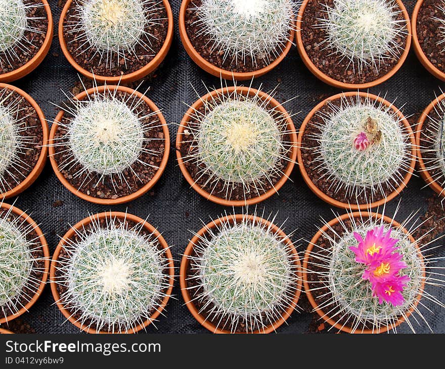 Cacti grow house - detail