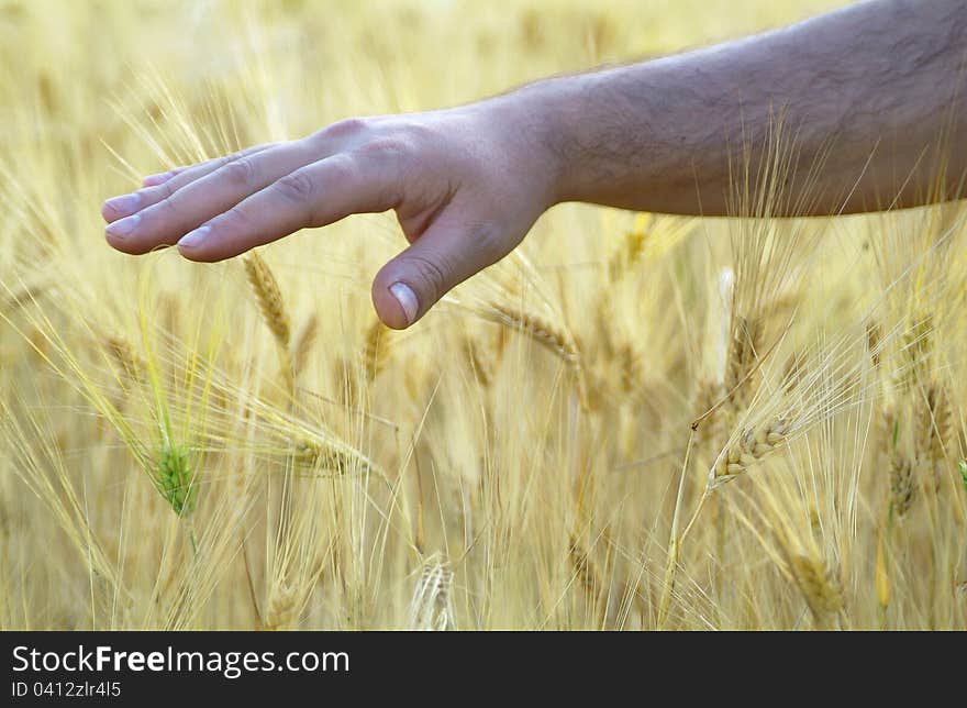 Close-up of a male hand touching wheat. Close-up of a male hand touching wheat