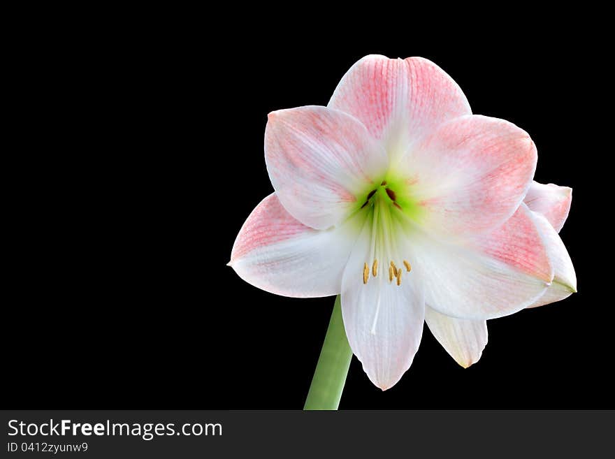 Backlit tropical bulb grown indoors for apple-blossom shades on black background. Backlit tropical bulb grown indoors for apple-blossom shades on black background