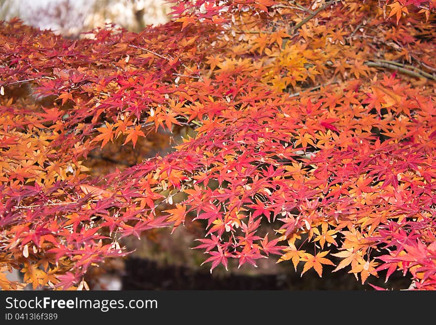 The autumnal leaves which it is (of japan) red and dyed. Nature of autumn.