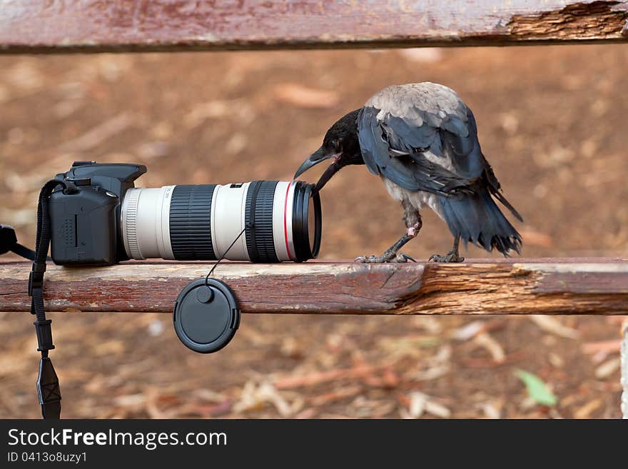 Raven and Dslr