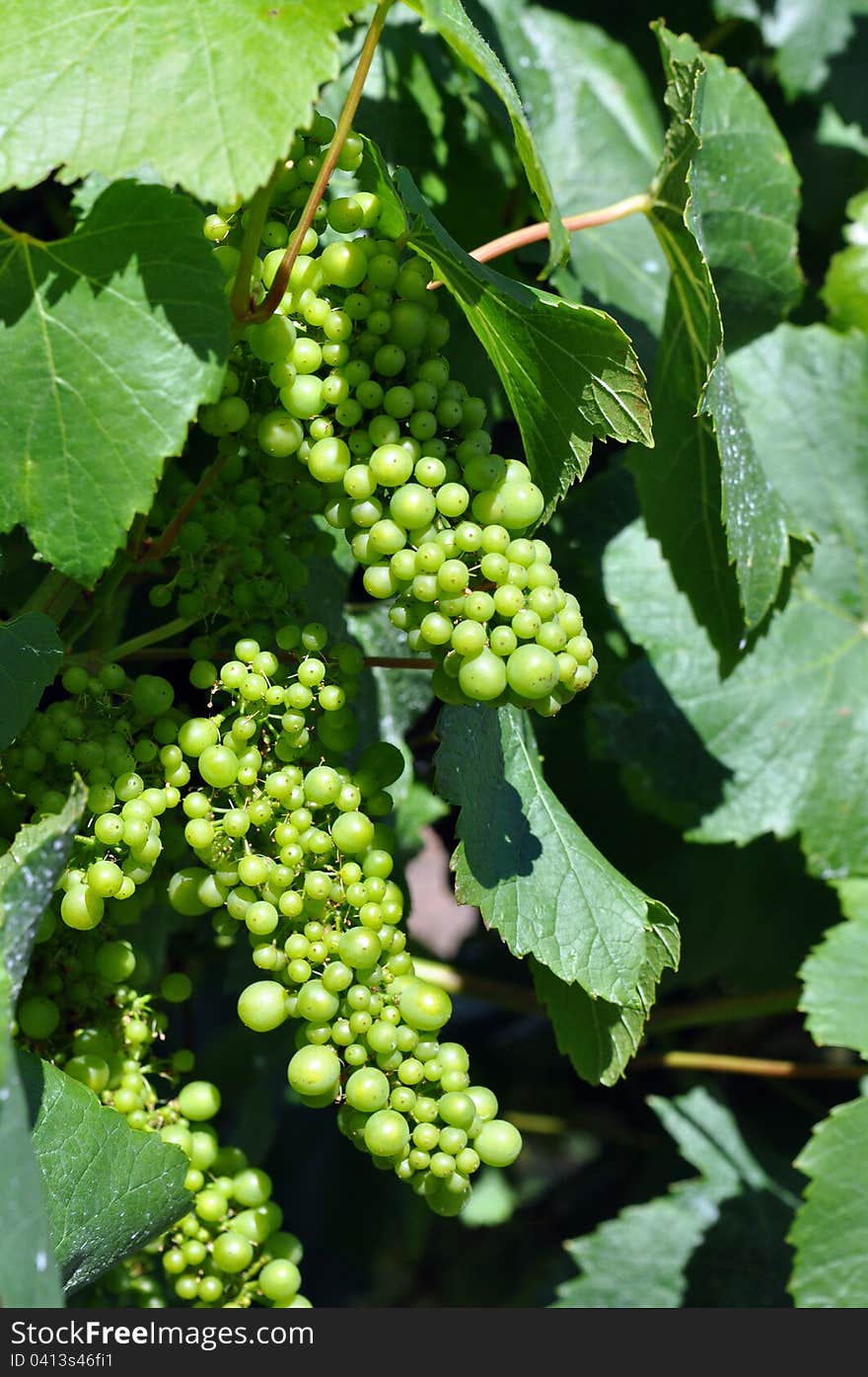 Closeup of fresh green grapes ready for harvest