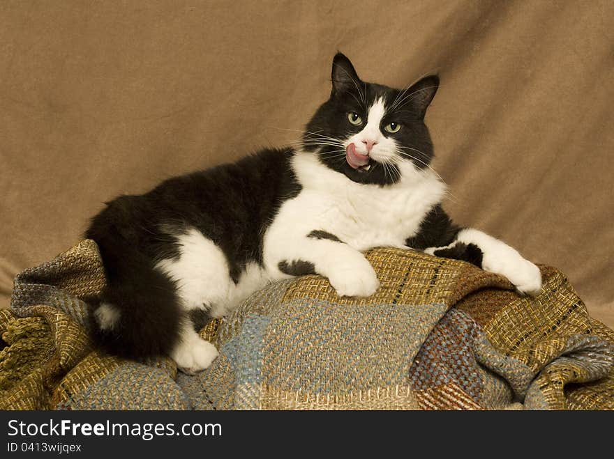 A black and white tuxedo cat licks his lips against a brown backgroun. A black and white tuxedo cat licks his lips against a brown backgroun