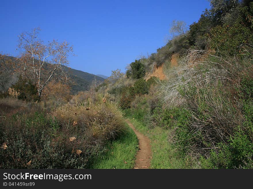 Foliage and grass in Zuma Canyon, Malibu, California. Foliage and grass in Zuma Canyon, Malibu, California