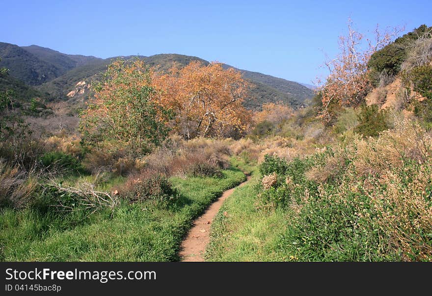 Foliage and grass in Zuma Canyon, Malibu, California. Foliage and grass in Zuma Canyon, Malibu, California