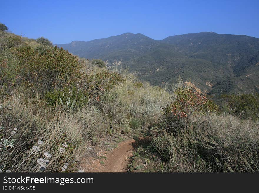 Foliage and grass in Zuma Canyon, Malibu, California. Foliage and grass in Zuma Canyon, Malibu, California