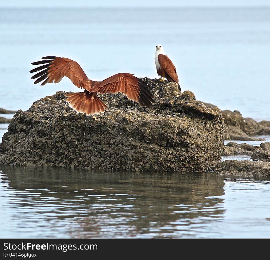 A Brahmani kite joins its mate on a rock. A Brahmani kite joins its mate on a rock