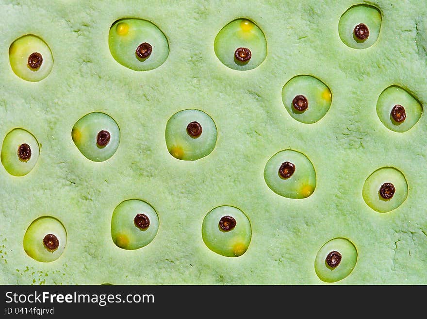 Image of Closeup lotus seeds