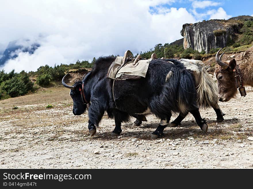 Yak farm in Himalayas, Nepal