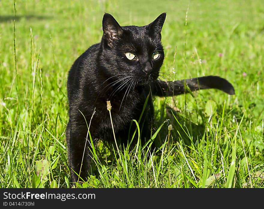 Cat black in nature runs on the grass. Cat black in nature runs on the grass