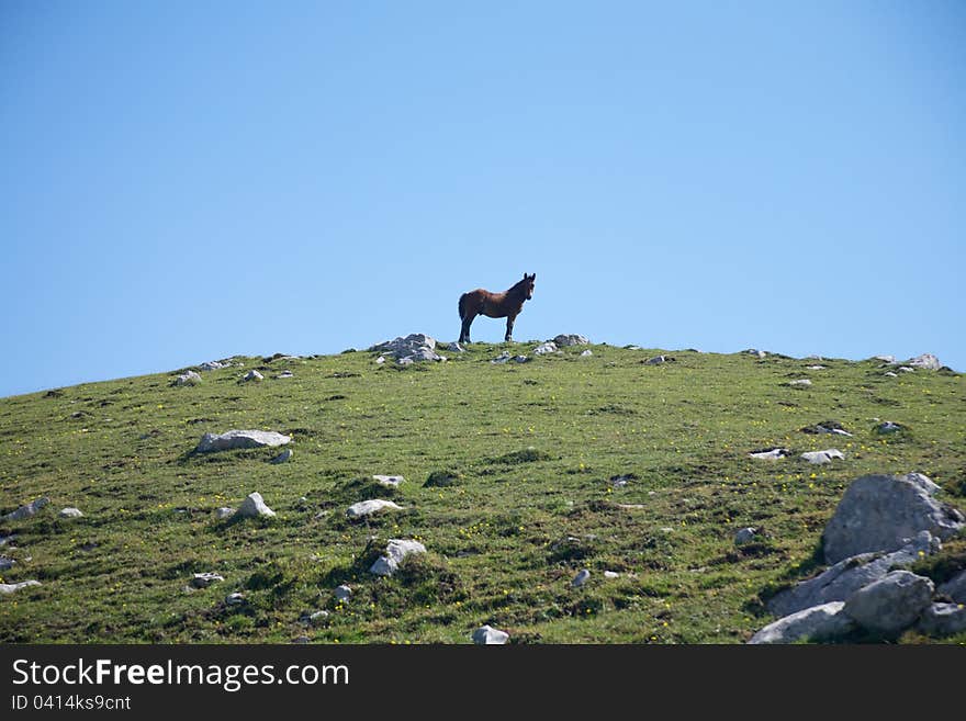 Colt on green hill