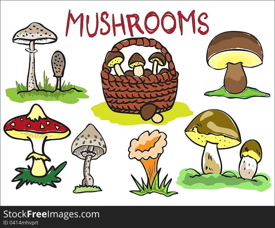 Illustration of several kinds of mushrooms. Illustration of several kinds of mushrooms