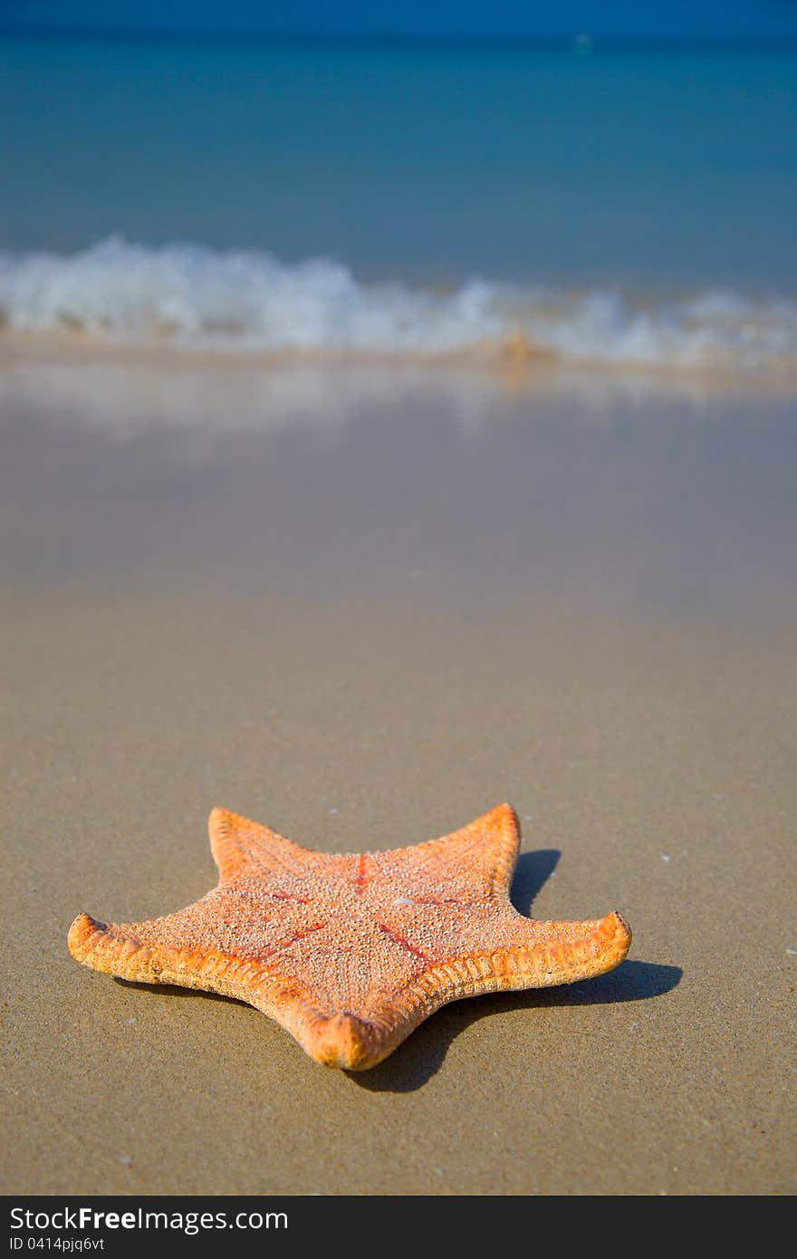 Starfish on beach