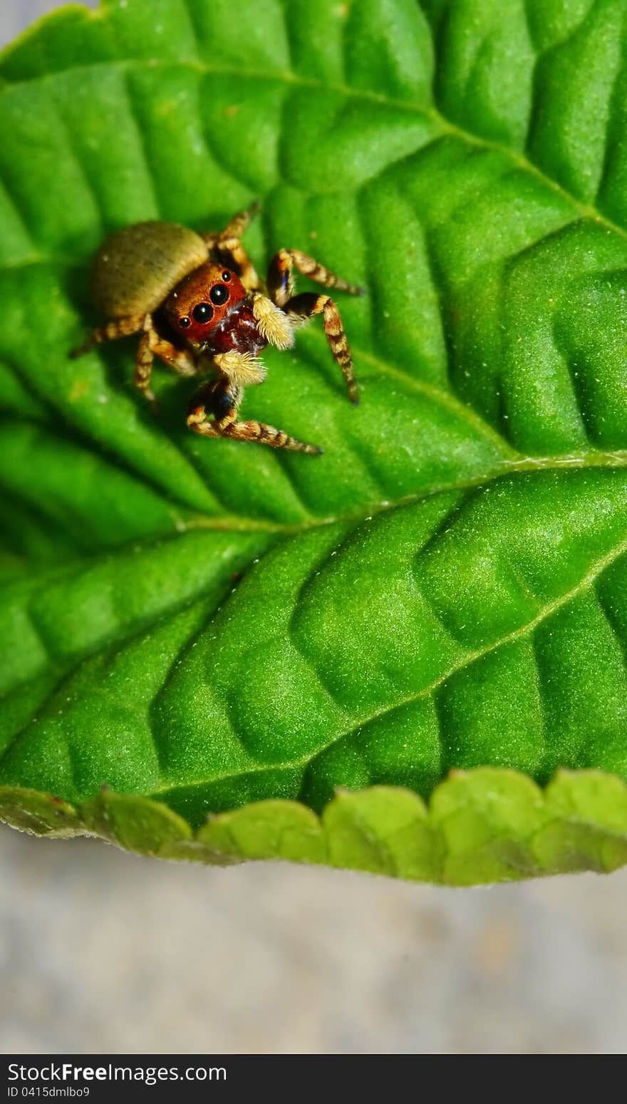 Spider look up