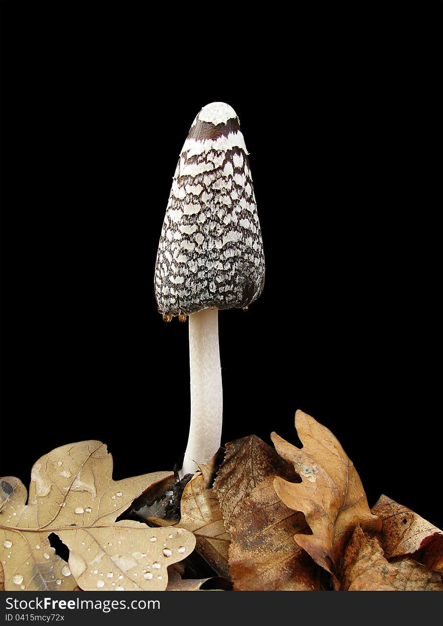 Poisonous mushroom on a black background