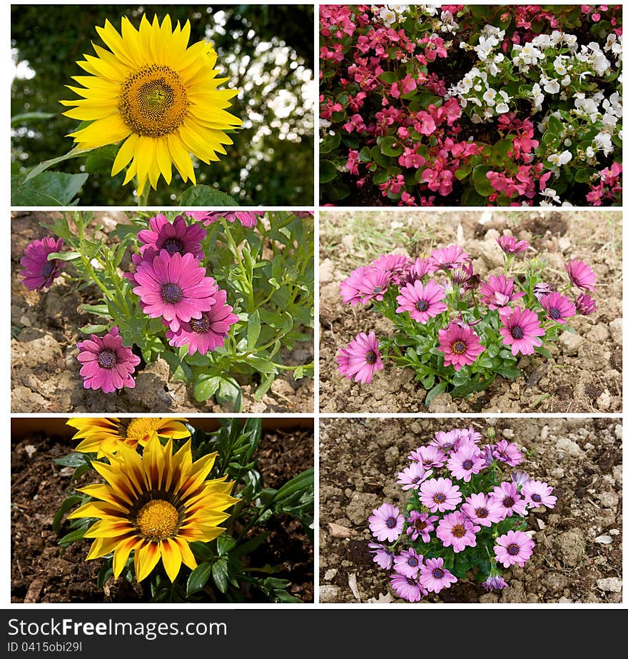 Collage with different spring flowers. Collage with different spring flowers