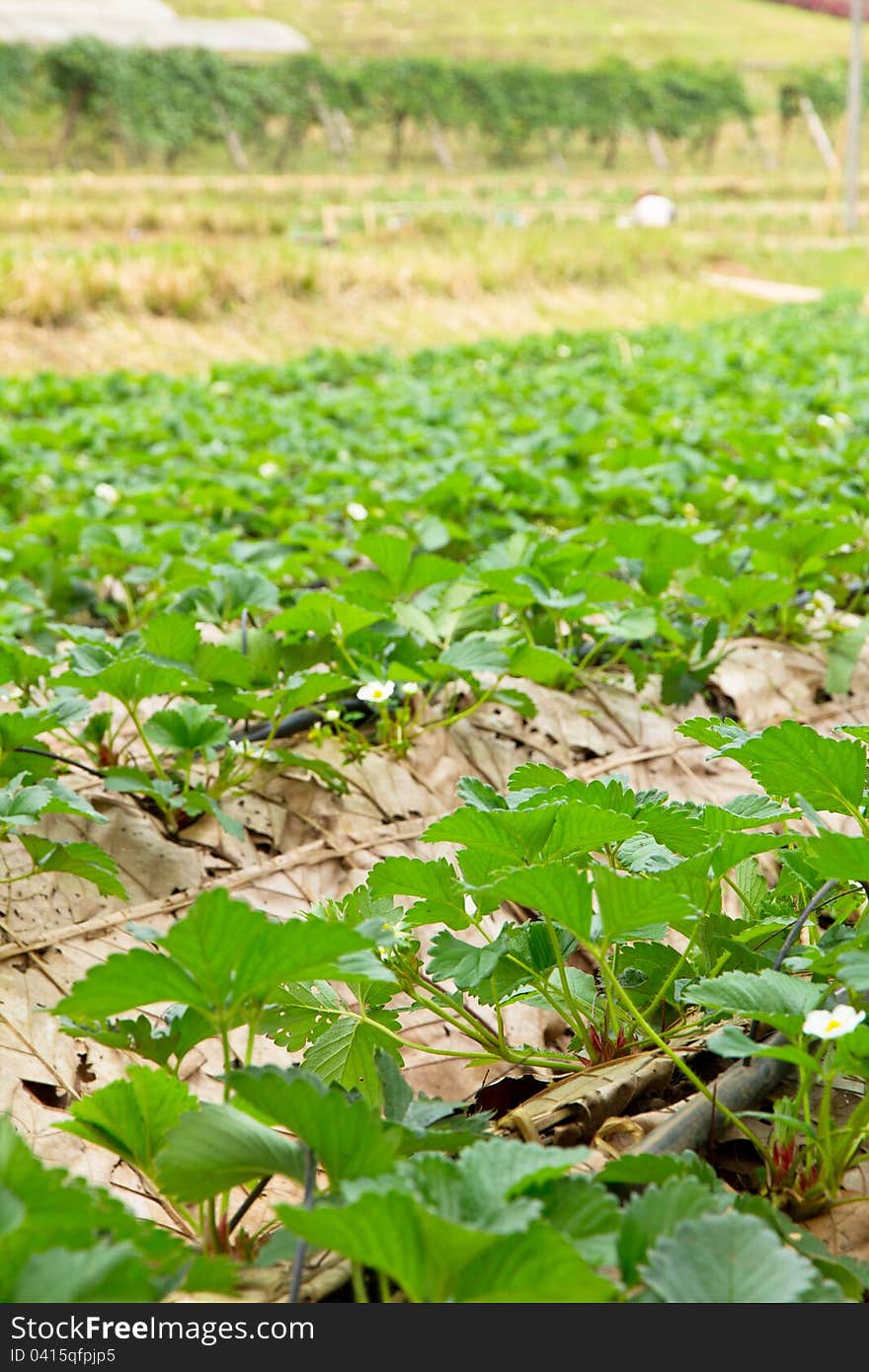 Image of strawberry farm outdoor