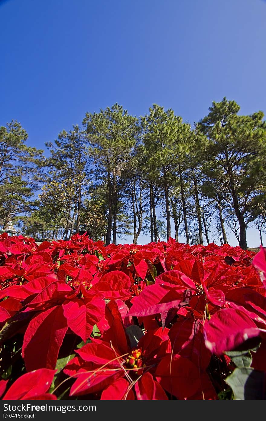 Red flower in front and pine tree in background. Red flower in front and pine tree in background.