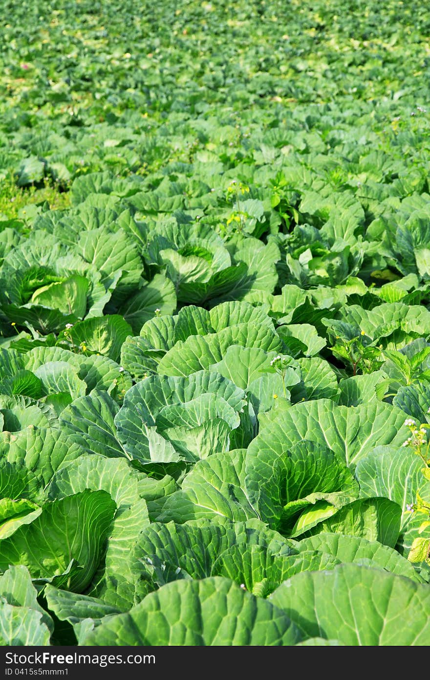 Cabbage plantation