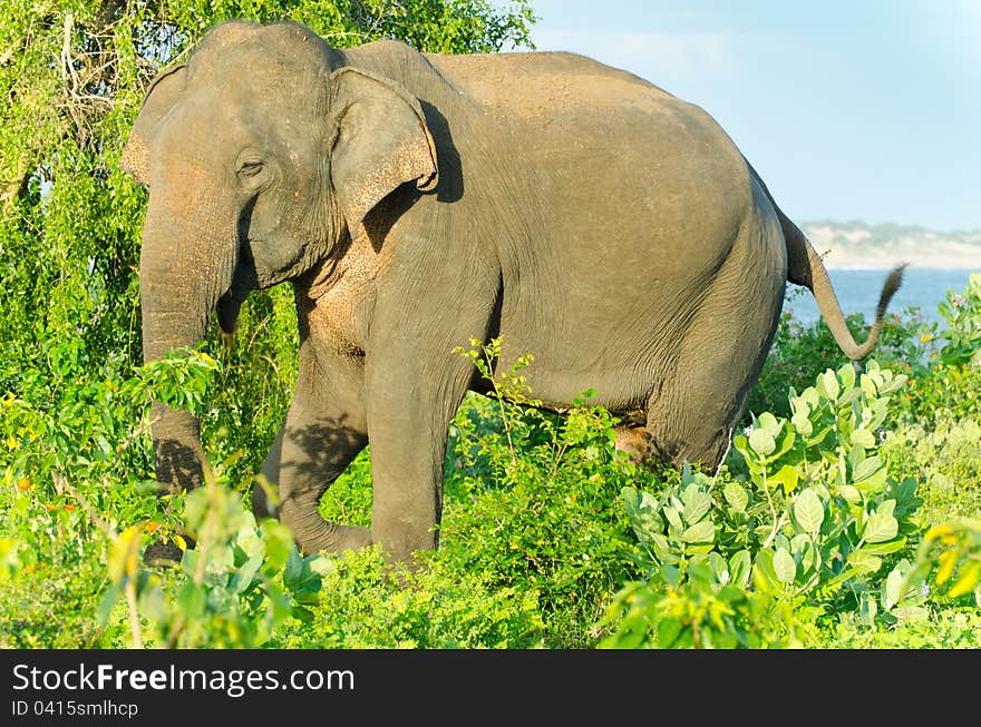 Adult male Indian elephant in the wild. The picture was taken in the Yala National Park ( Sri Lanka ).