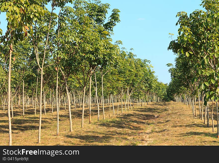 Rubber Plantation