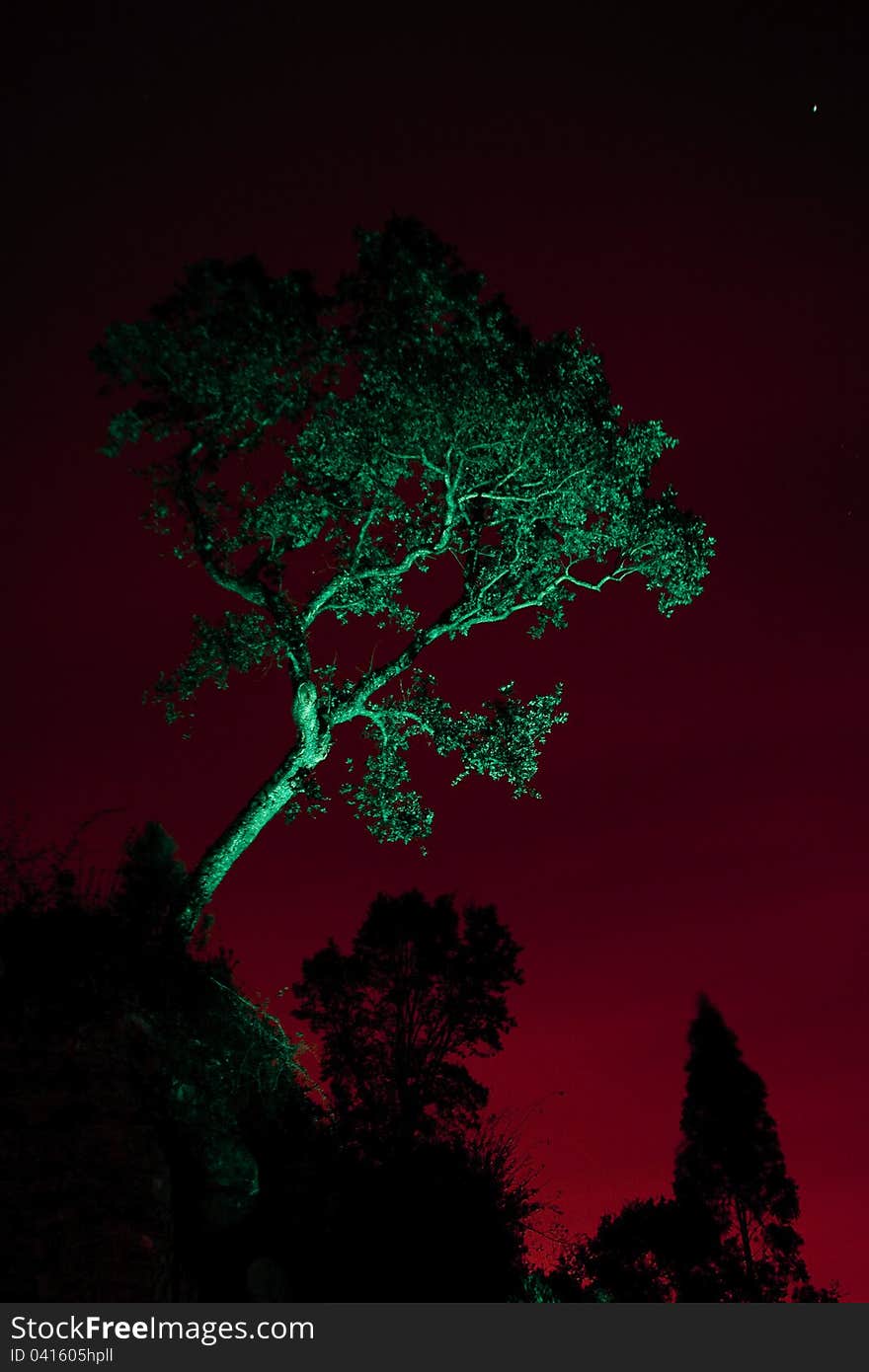 Solitary tree, in the top of the hill, photographed to the night