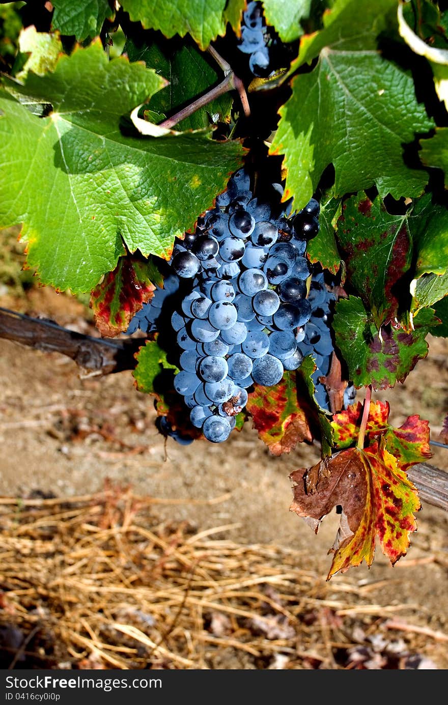 Nice color combination in this photo of purple grapes, leaves, vines and ground. Vineyard in California right after harvest. Nice color combination in this photo of purple grapes, leaves, vines and ground. Vineyard in California right after harvest.