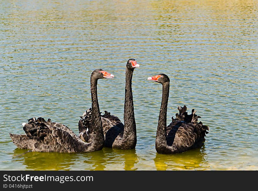 Black Swans In The Lake