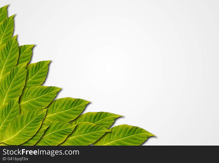 Green Leaf On White Background