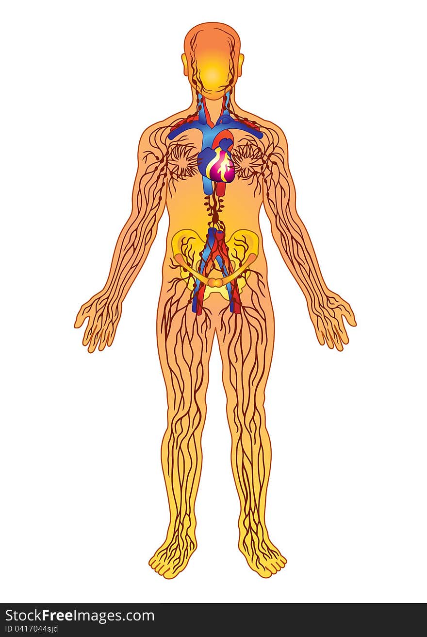 Detailed vector color scheme of nervous terminations human's. Detailed vector color scheme of nervous terminations human's