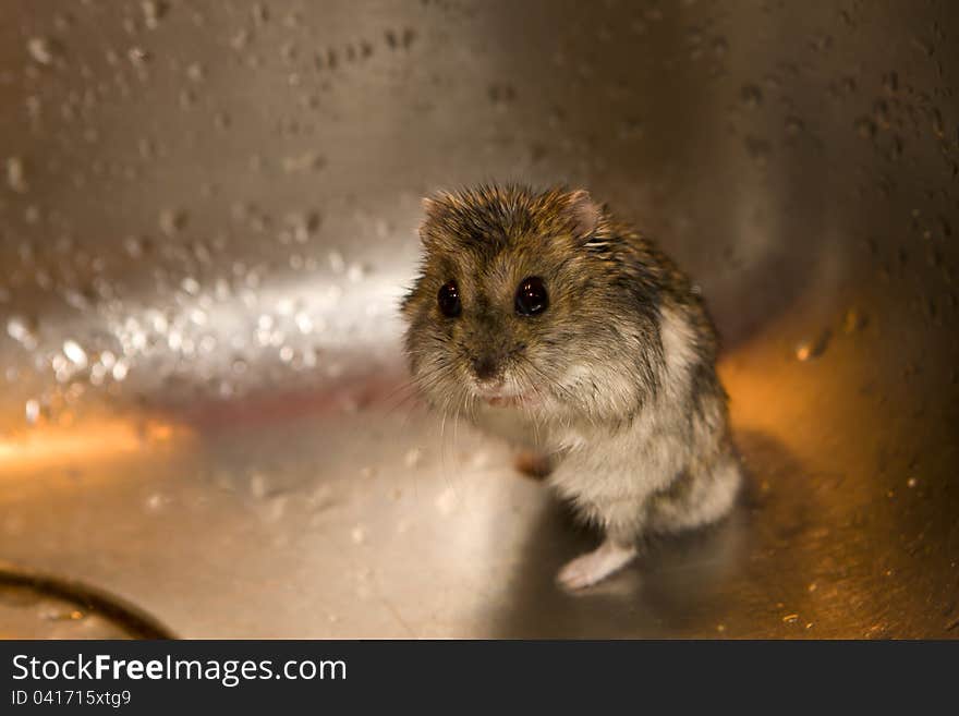 Wet hamster