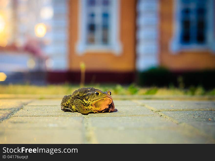 A close up of the toad