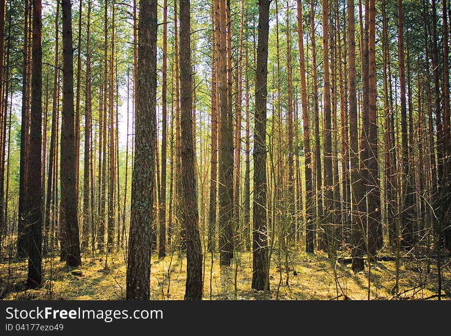 Beautiful misty forest