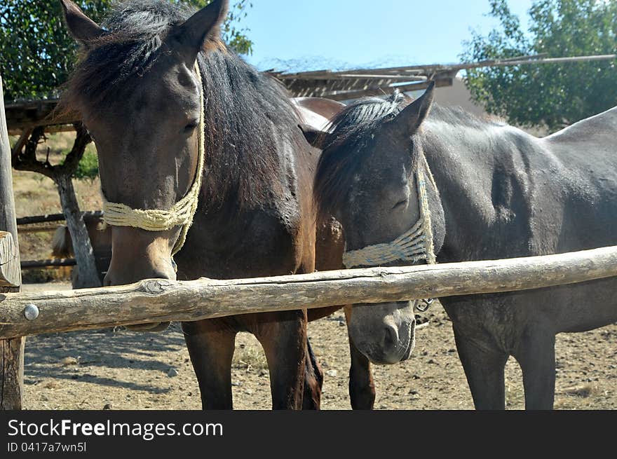 Horses on a summer pasture