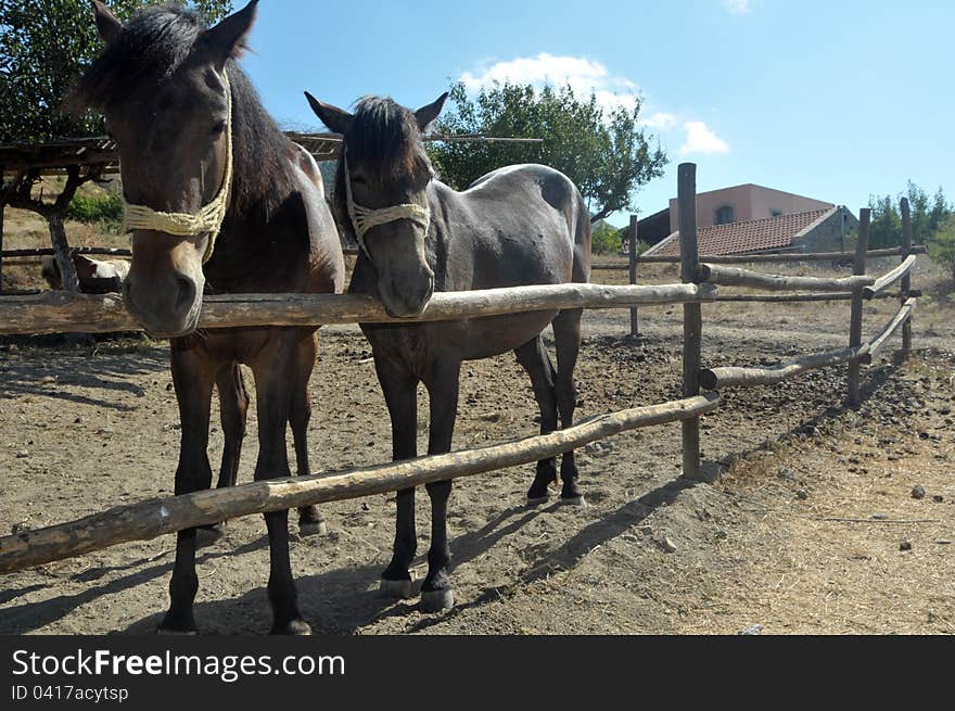 Horses on a summer pasture