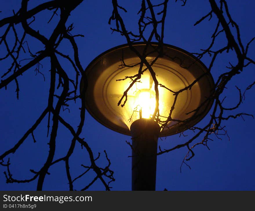 Yellow lamp on nights sky, surrounded by tree branches